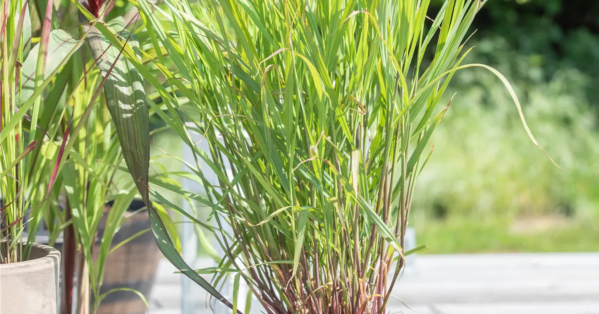 Panicum Virgatum Rehbraun Garten Ruten Hirse Rehbraun Ricoter