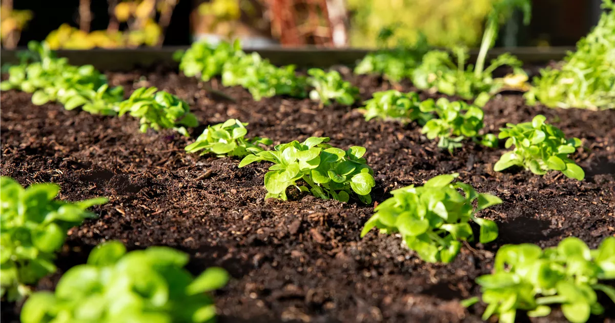 Valerianella Locusta Gew Hnlicher Feldsalat Ricoter Erdaufbereitung Ag