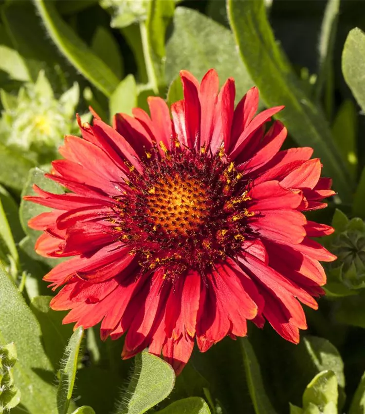 Gaillardia aristata spintop red sale