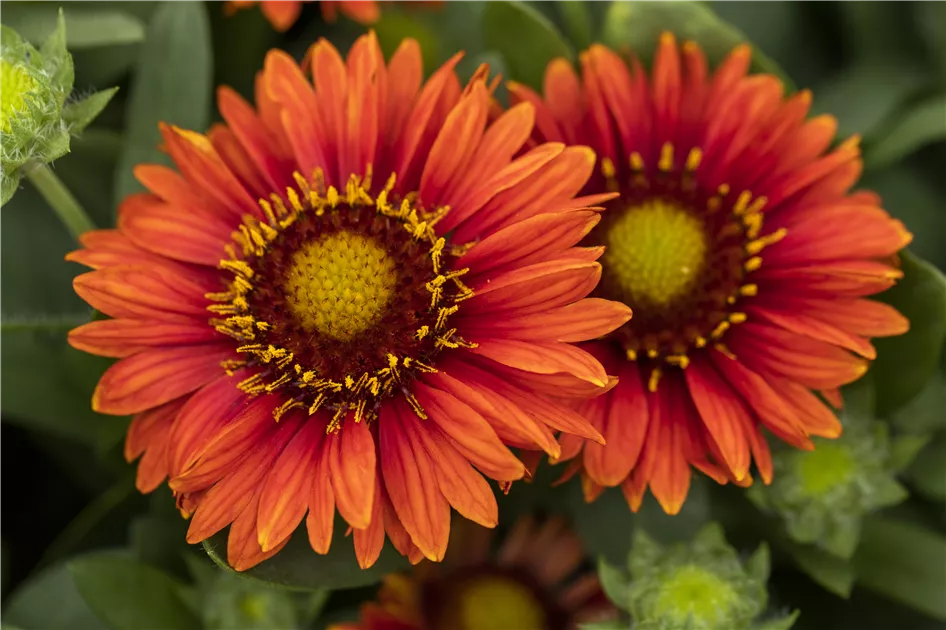 Gaillardia aristata spintop red sale