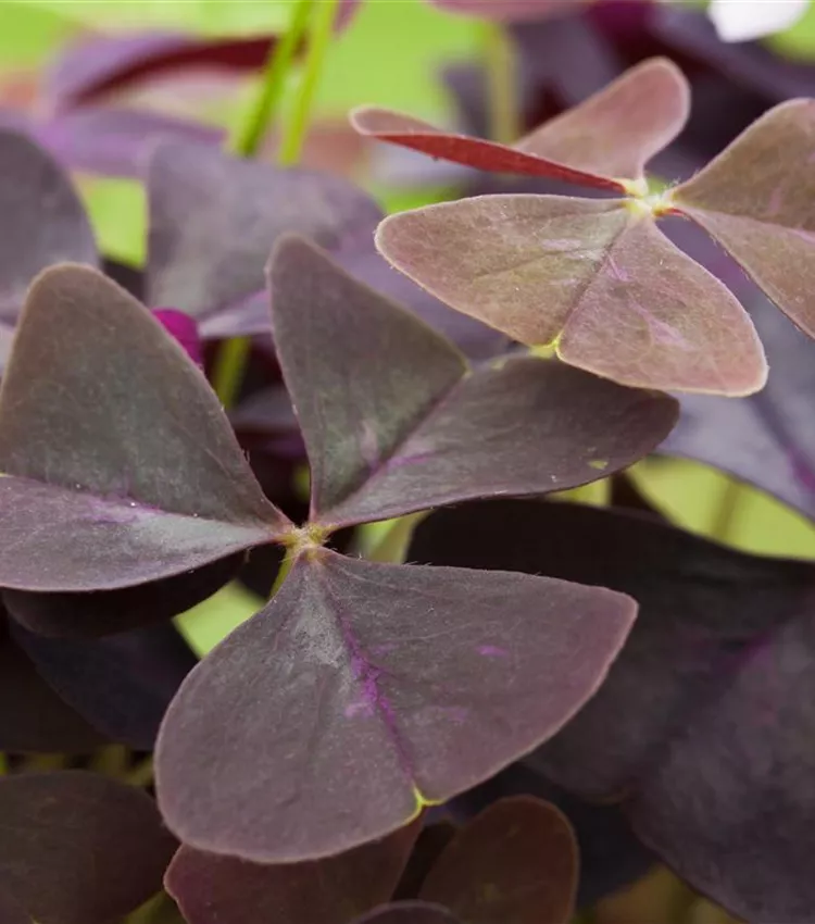 Oxalis deppei, faux trèfle à 4 feuilles : culture et entretien