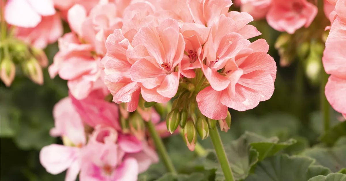 Pelargonium interspecific 'Big EEZE Foxy Flamingo', Géranium | RICOTER ...