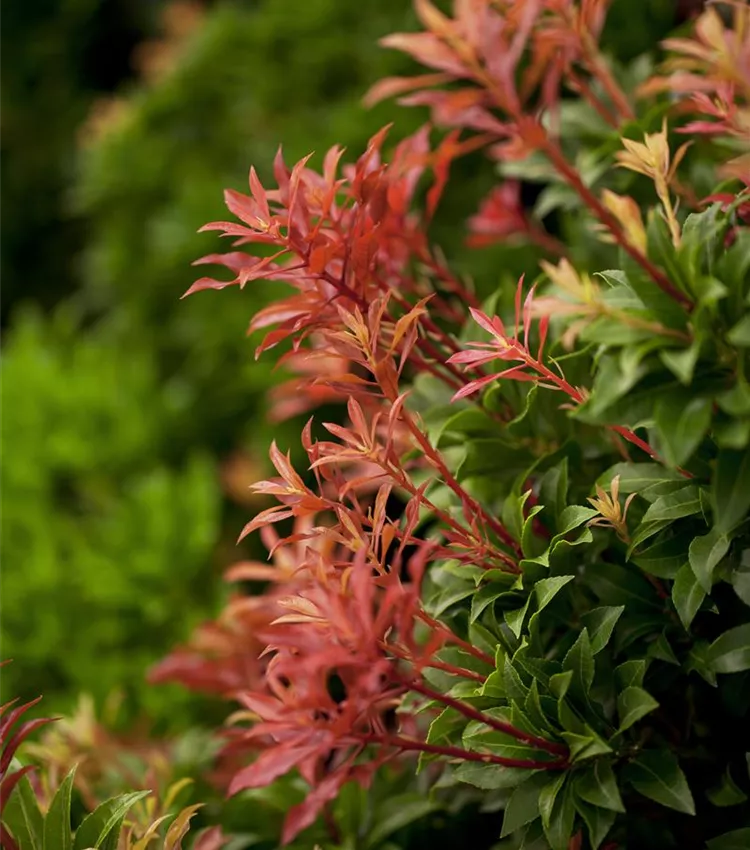 feu de montagne pieris japonica