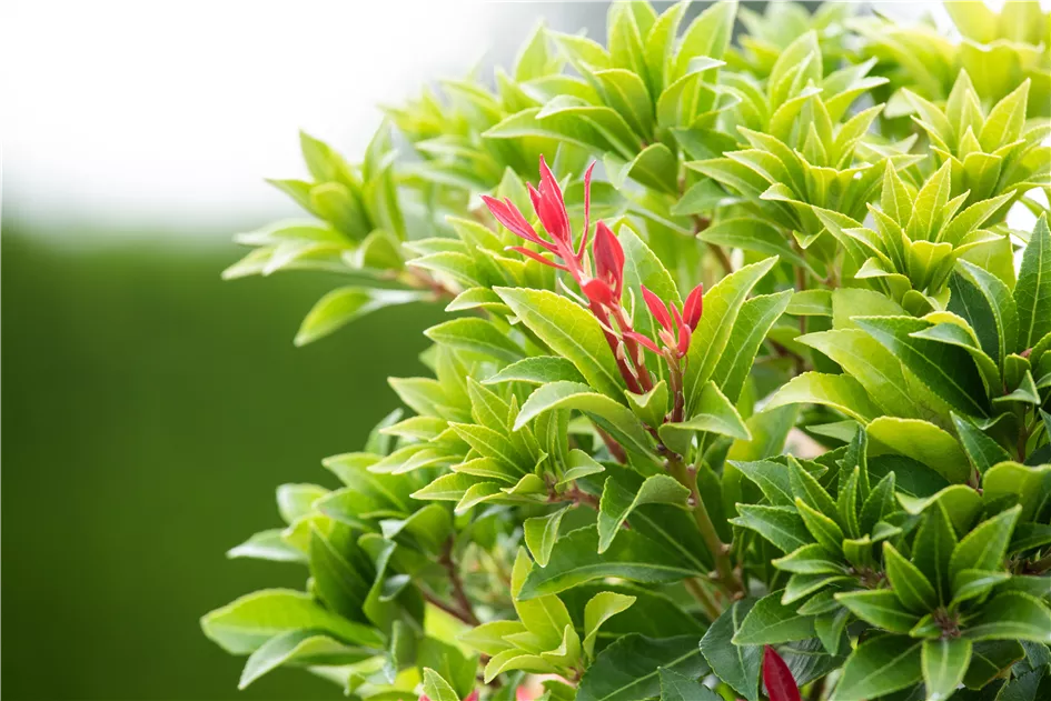 feu de montagne pieris japonica