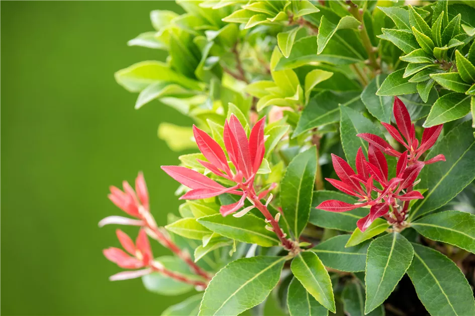 feu de montagne pieris japonica