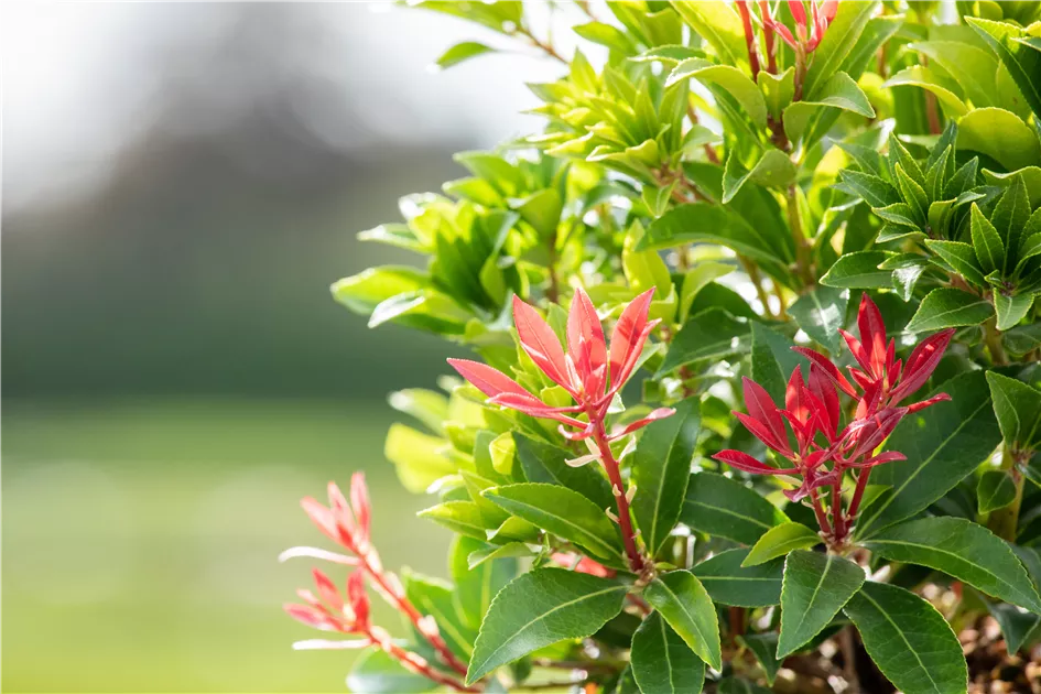 feu de montagne pieris japonica