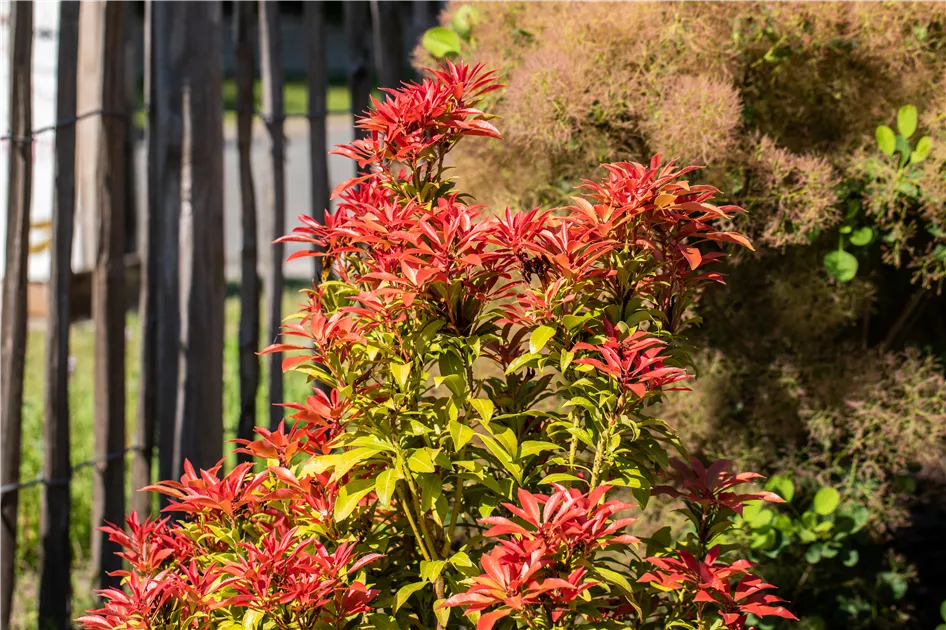 feu de montagne pieris japonica