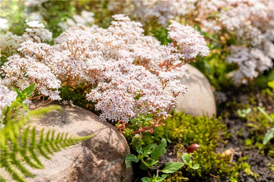 71 idées et astuces pour créer votre propre jardin de rocaille