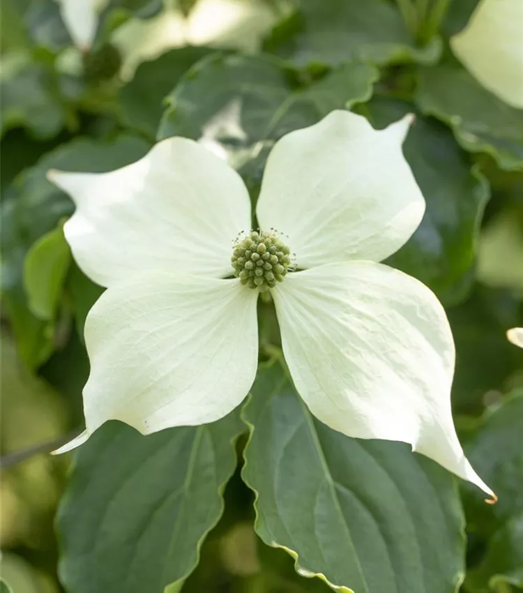 Cornus store kousa venus