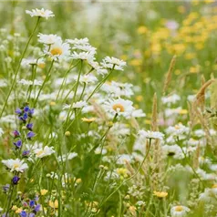 Blumenwiesen für mehr Biodiversität