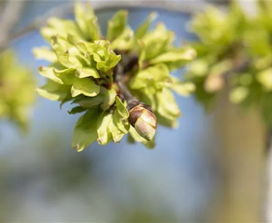 Ulmus glabra Ulmus glabra
