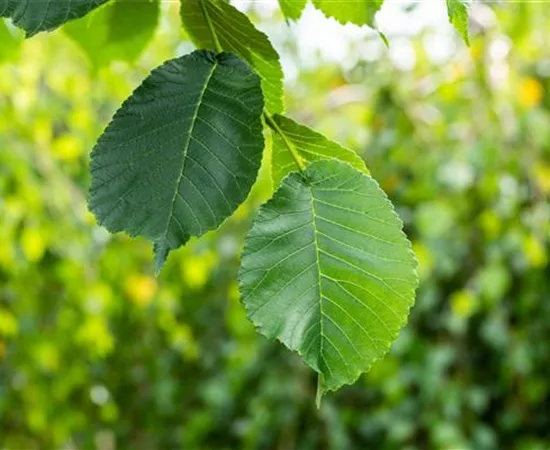 Ulmus glabra 'Camperdownii' Ulmus glabra 'Camperdownii'