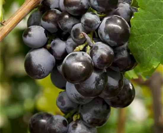 Vitis vinifera Vitis vinifera