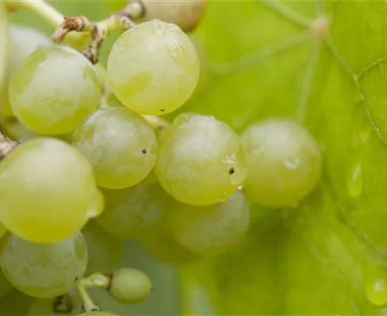 Vitis vinifera 'Bianca' Vitis vinifera 'Bianca'