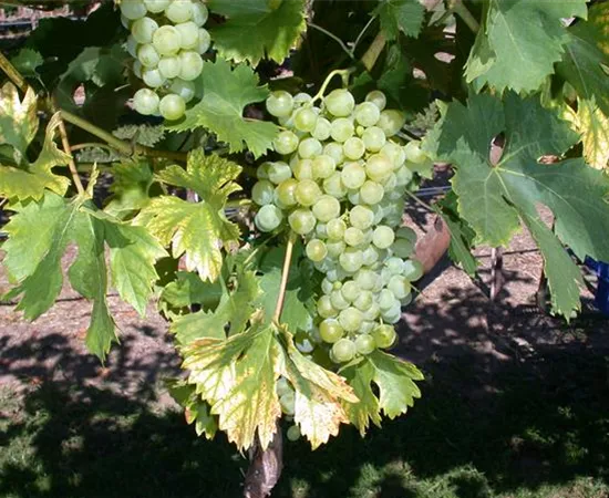 Vitis vinifera 'Fanny'(s) Vitis vinifera 'Fanny'(s)